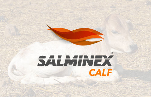 Salminex Calf